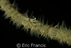 shrimp on a whip corel, canon 20D EF 100mm macro duel ike... by Eric Francis 